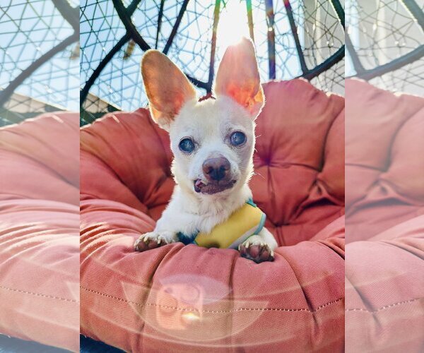Medium Photo #2 Chihuahua Puppy For Sale in  Ramona, CA, USA