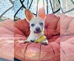 Small #1 Chihuahua