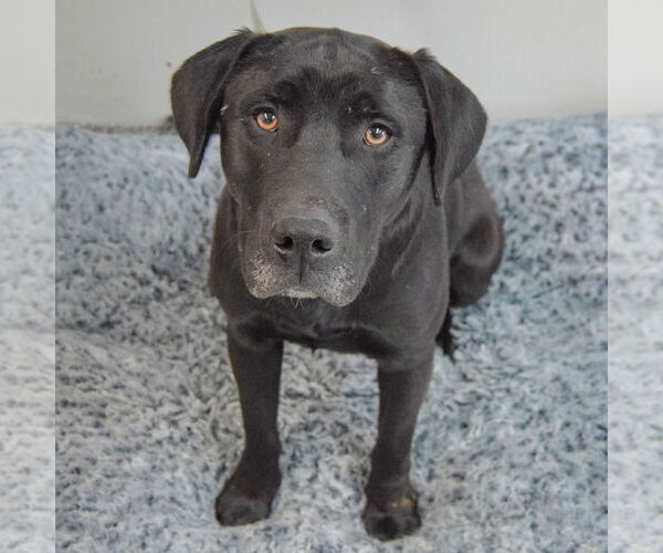 Medium Photo #2 Mutt Puppy For Sale in Huntley, IL, USA