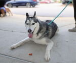 Small #4 Alaskan Malamute