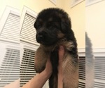 Small Photo #3 German Shepherd Dog Puppy For Sale in POMARIA, SC, USA
