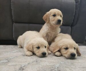 English Cream Golden Retriever Puppy for sale in SACRAMENTO, CA, USA