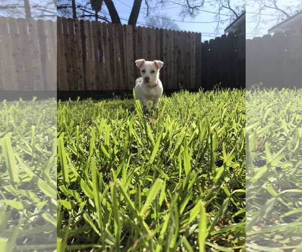 Medium Photo #3 Mutt Puppy For Sale in Woodland, CA, USA