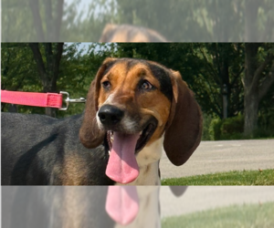 Coonhound-Unknown Mix Dogs for adoption in Springdale, PA, USA