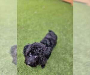 Mutt Dogs for adoption in Plantation, FL, USA