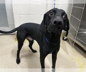 Labrador Retriever-Plott Hound Mix Dogs for adoption in Grand Prairie, TX, USA