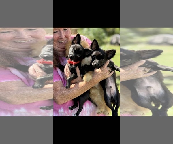 Medium Photo #4 Chion Puppy For Sale in Oro Medonte, Ontario, Canada