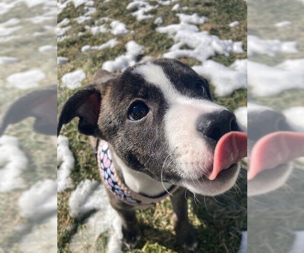 Medium Photo #9 Mutt Puppy For Sale in Plainfield, IL, USA