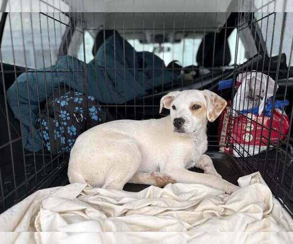 Medium Photo #2 Labrador Retriever-Unknown Mix Puppy For Sale in Utica, NY, USA