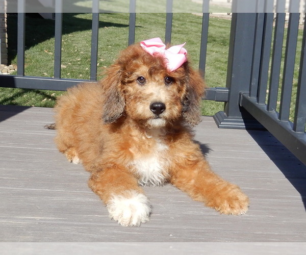 Medium Photo #8 Aussiedoodle Miniature  Puppy For Sale in MILLERSBURG, OH, USA