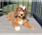 Small Photo #8 Aussiedoodle Miniature  Puppy For Sale in MILLERSBURG, OH, USA