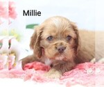 Small Photo #3 Cocker Spaniel Puppy For Sale in LOYAL, WI, USA