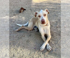 Bisquit - Male Unknown-Whippet Mix Dog for Adoption - Photo #3