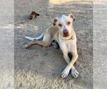 Small Photo #3 Unknown-Whippet Mix Puppy For Sale in Lancaster, CA, USA
