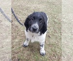 Small #2 German Shorthaired Pointer-Great Pyrenees Mix