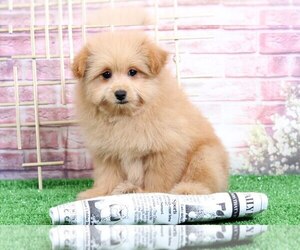 Pom-A-Poo Puppy for sale in BEL AIR, MD, USA