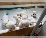 Small Photo #79 Labrador Retriever Puppy For Sale in NEW LENOX, IL, USA