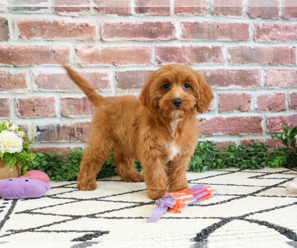 Medium Photo #10 Cavapoo (Miniature) Puppy For Sale in SYRACUSE, IN, USA