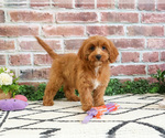 Small #9 Cavapoo (Miniature)