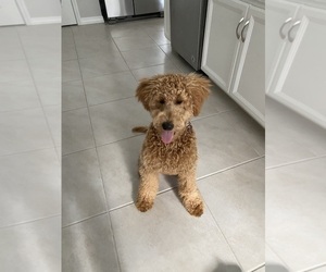 Goldendoodle Dogs for adoption in CAPE CORAL, FL, USA