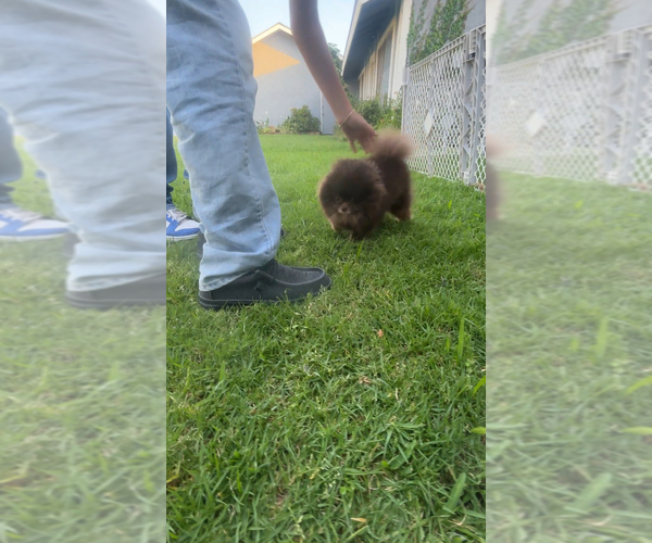 Medium Photo #1 Pomeranian Puppy For Sale in CORONA, CA, USA