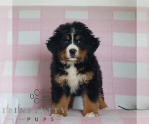 Bernese Mountain Dog Puppy for sale in ATGLEN, PA, USA
