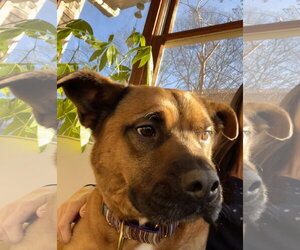 Barley - Male Black Mouth Cur-Labrador Retriever Mix Dog for Adoption - Photo #5