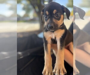 Mutt Dogs for adoption in Holly Springs, NC, USA