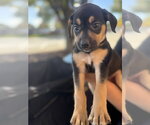 Winnie - Female Mutt Dog for Adoption - Small photo