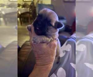 Shih Tzu Puppy for Sale in NEW PORT RICHEY, Florida USA