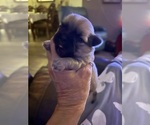 Small Shih Tzu
