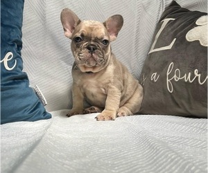 French Bulldog Puppy for sale in MORENO VALLEY, CA, USA