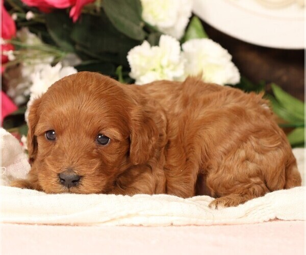 Medium Photo #11 Cavapoo Puppy For Sale in JONES, MI, USA