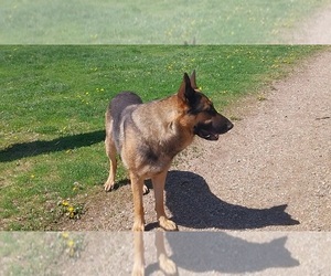 Father of the German Shepherd Dog puppies born on 11/07/2025