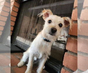 Cairn Terrier-Unknown Mix Dogs for adoption in Phoenix, AZ, USA