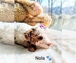 Small Photo #106 Goldendoodle (Miniature) Puppy For Sale in GASTONIA, NC, USA
