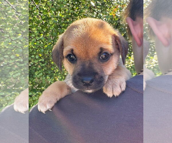 Medium Photo #5 Chihuahua-Unknown Mix Puppy For Sale in Corona, CA, USA