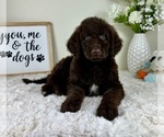 Small #1 Labradoodle