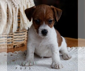 Jack Tzu Puppy for sale in EAST EARL, PA, USA