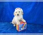 Small Photo #1 English Cream Golden Retriever Puppy For Sale in NORWOOD, MO, USA