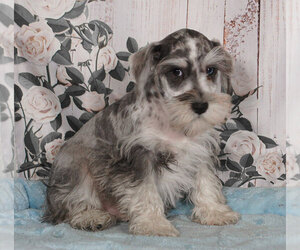 Schnauzer (Miniature) Puppy for sale in PENNS CREEK, PA, USA