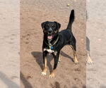 Small #6 Rottweiler Mix