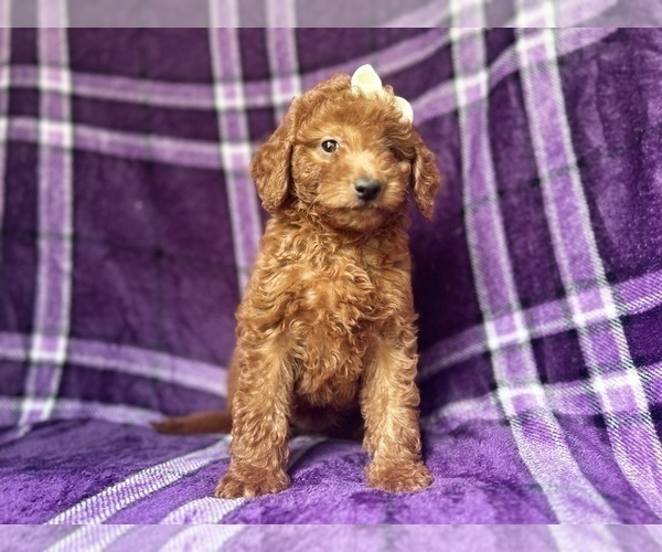Medium Photo #10 Goldendoodle (Miniature) Puppy For Sale in LAKELAND, FL, USA
