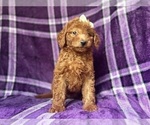 Small #9 Goldendoodle (Miniature)