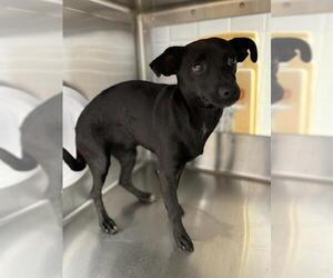 Chihuahua Dogs for adoption in Chula Vista, CA, USA