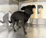 TAMMY - Female Chihuahua Dog for Adoption - Small photo