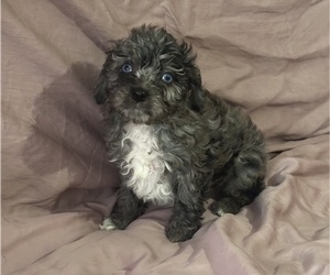 Cavapoo Puppy for sale in NAPERVILLE, IL, USA