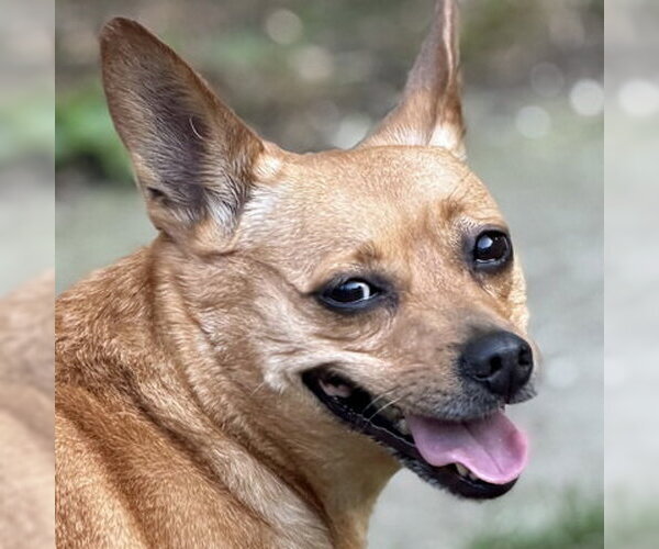 Medium Photo #10 Chihuahua-Unknown Mix Puppy For Sale in Arlington, VA, USA