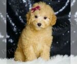 Small Photo #45 Goldendoodle (Miniature) Puppy For Sale in WARSAW, IN, USA