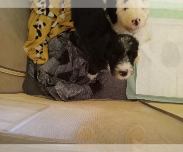 Medium Photo #4 Sheepadoodle Puppy For Sale in WARSAW, VA, USA